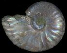 Silver Iridescent Ammonite - Madagascar #6863-1